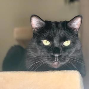 Meet your Posher, Kelly